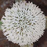 Image of Crassula congesta subsp. laticephala (Schönl.) Tölken