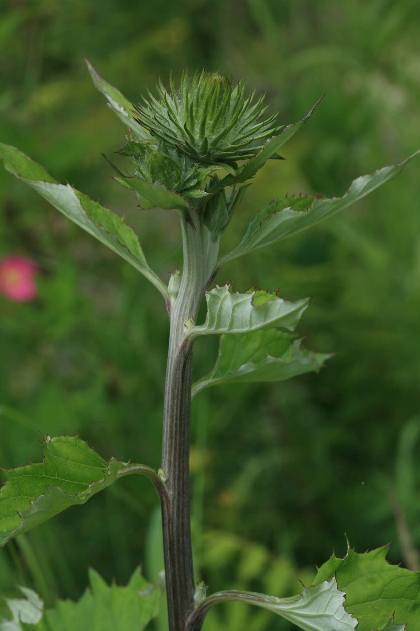 Image of Synurus deltoides (Ait.) Nakai