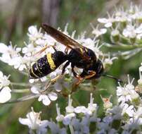 Imagem de Philanthus gibbosus (Fabricius 1775)