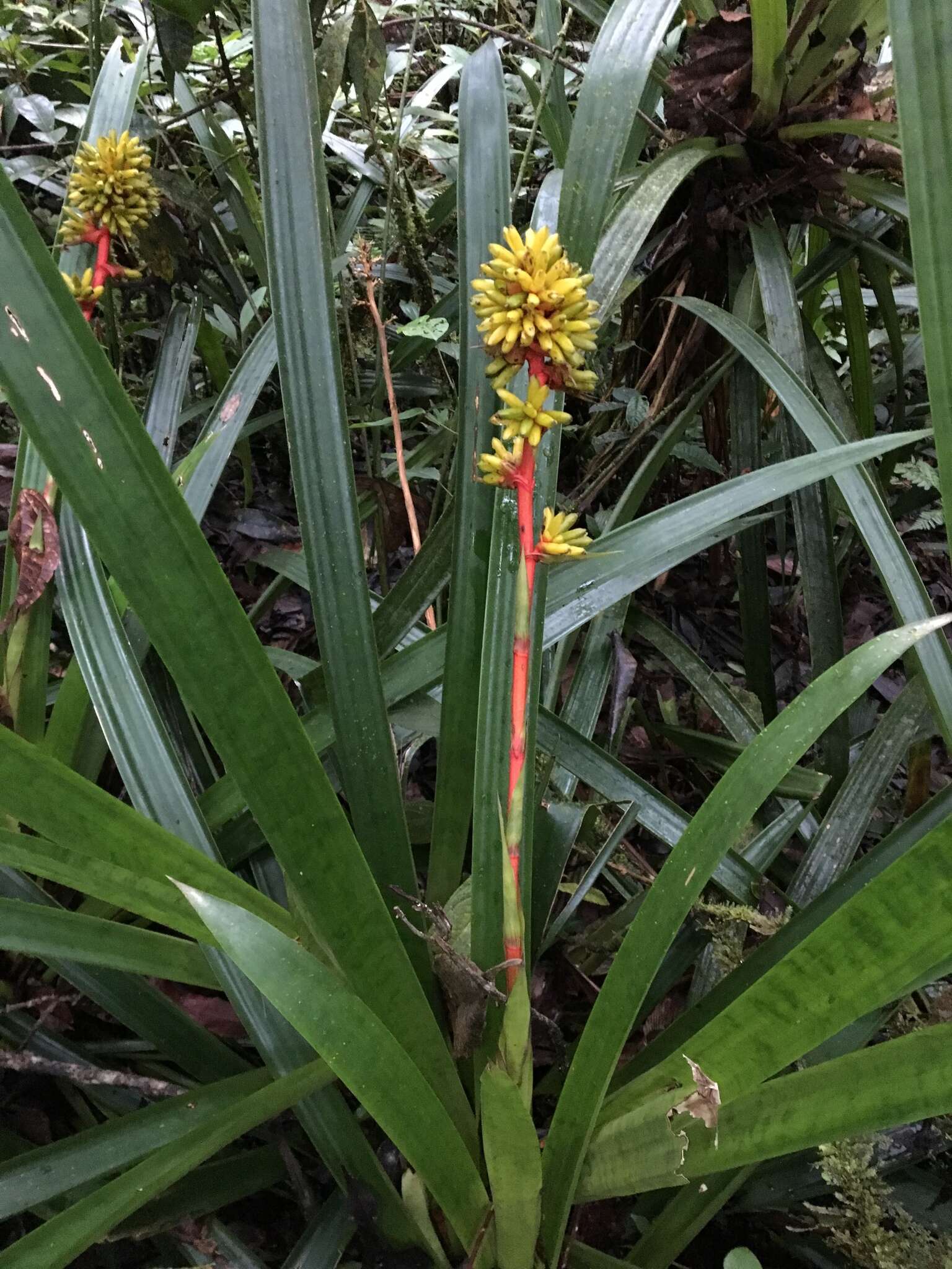 Image of Guzmania weberbaueri Mez