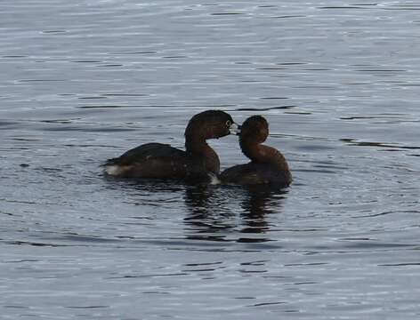 Image of Podilymbus podiceps antarcticus (Lesson & PA 1842)