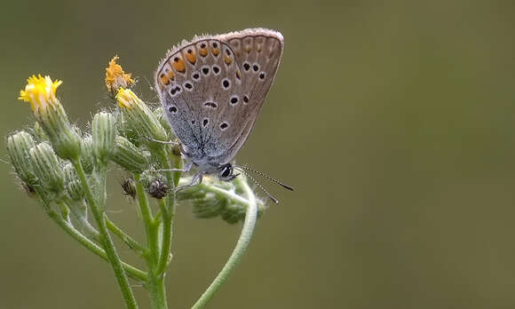 Image of Polyommatus amandus