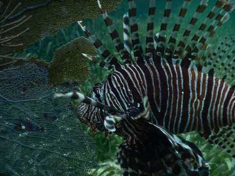 Image of Common lionfish