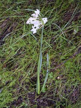 Image of paperwhite narcissus