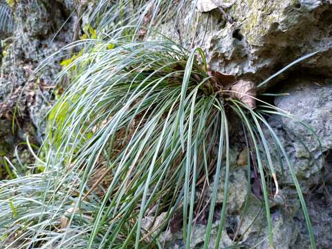 Слика од Liriope graminifolia (L.) Baker