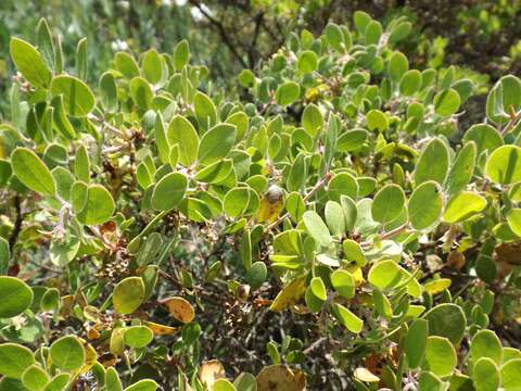 Image of shagbark manzanita