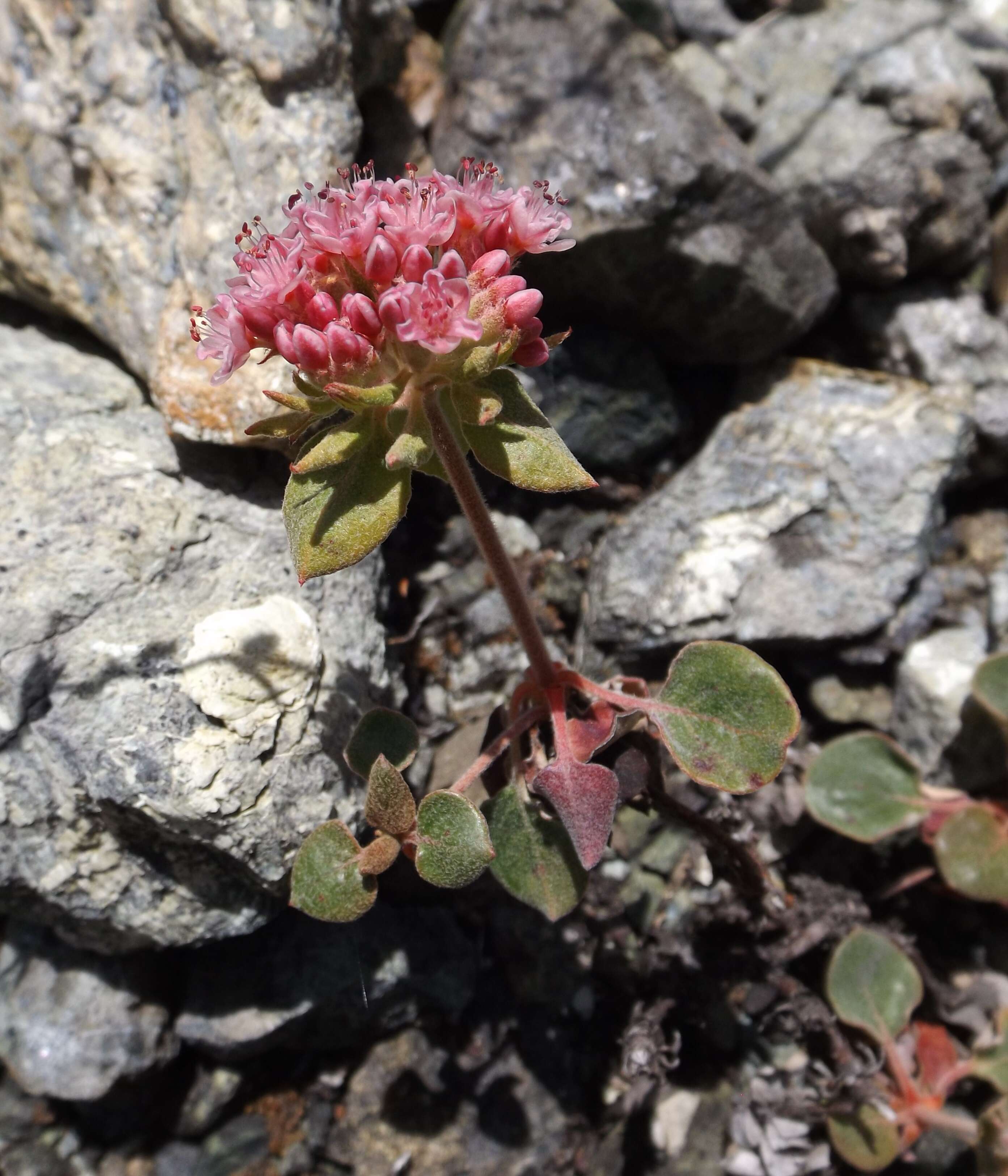 Image of Snow Mountain buckwheat