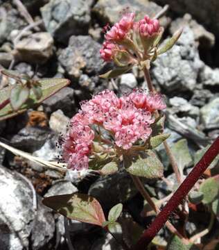 Imagem de Eriogonum nervulosum (S. Stokes) Reveal