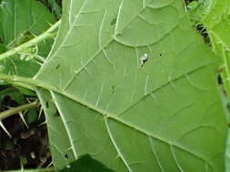 Image of cockroach berry