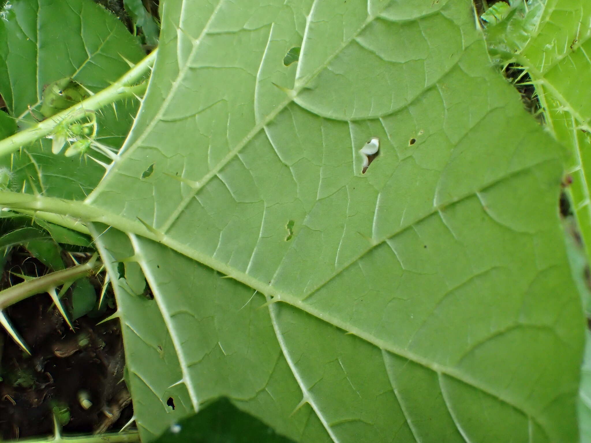 Imagem de Solanum capsicoides Allioni