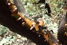 Image de Arctostaphylos refugioensis Gankin