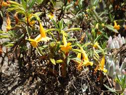 Image of Monkey Flower