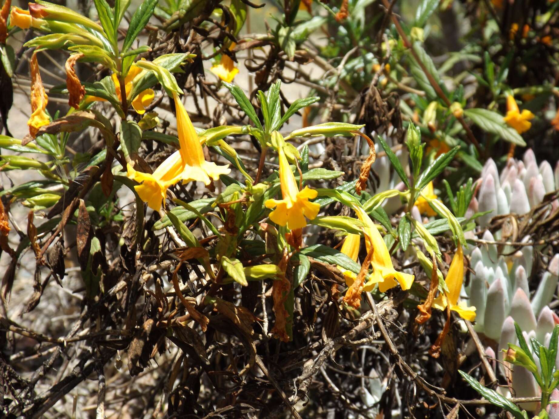 Plancia ëd Mimulus