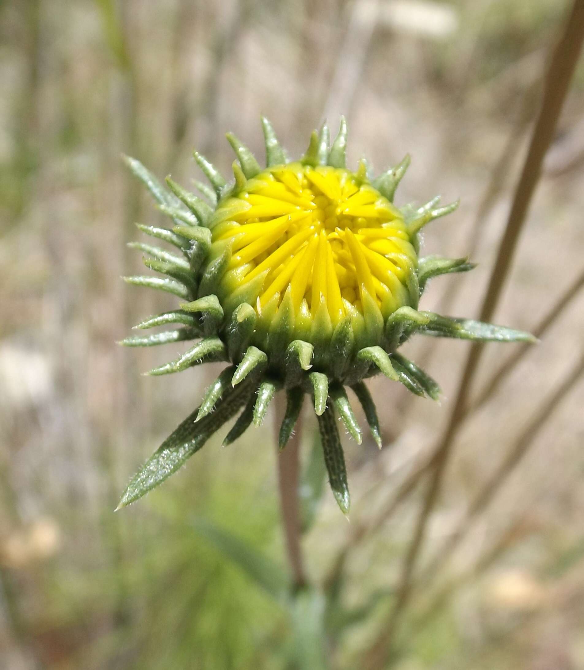 Grindelia nana resmi