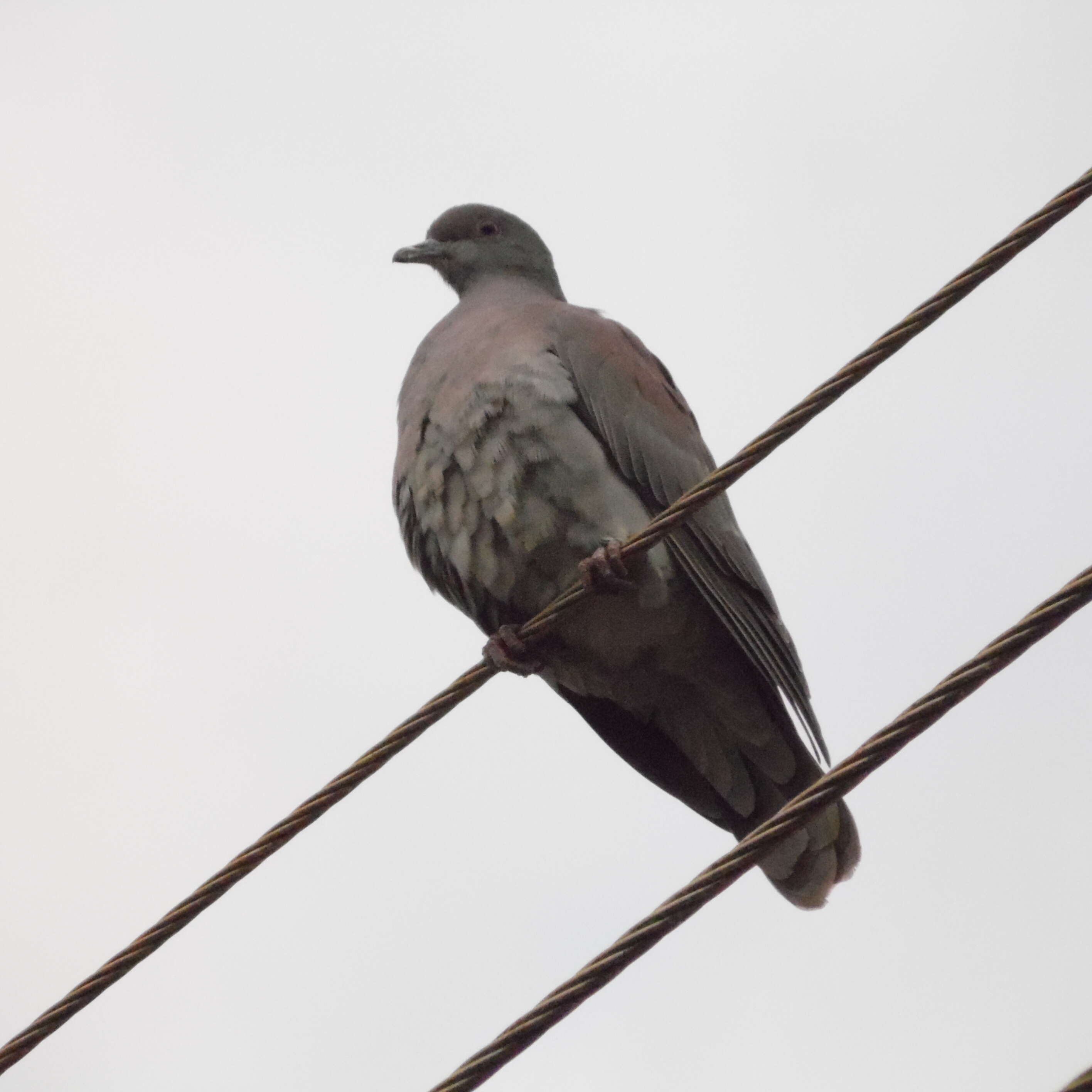 Image of Picazuro Pigeon