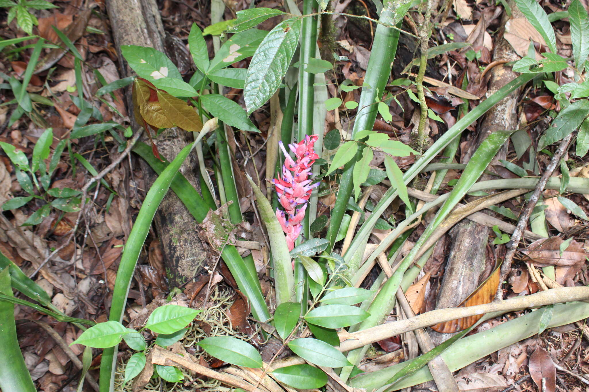 Aechmea vallerandii (Carrière) Erhardt, Götz & Seybold的圖片