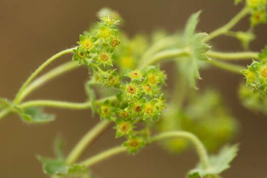 Image of Alchemilla nemoralis Alechin