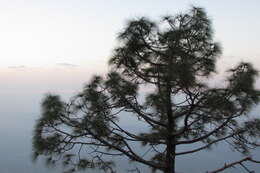 Image of Cheer pine