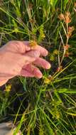 Image of Tracy's Beak Sedge