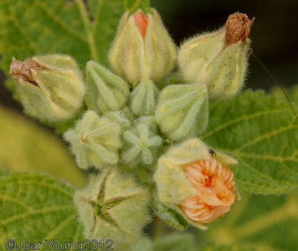 Image of country mallow