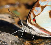 Graphium eurypylus (Linnaeus 1758) resmi