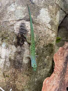 Image of Speckled day gecko