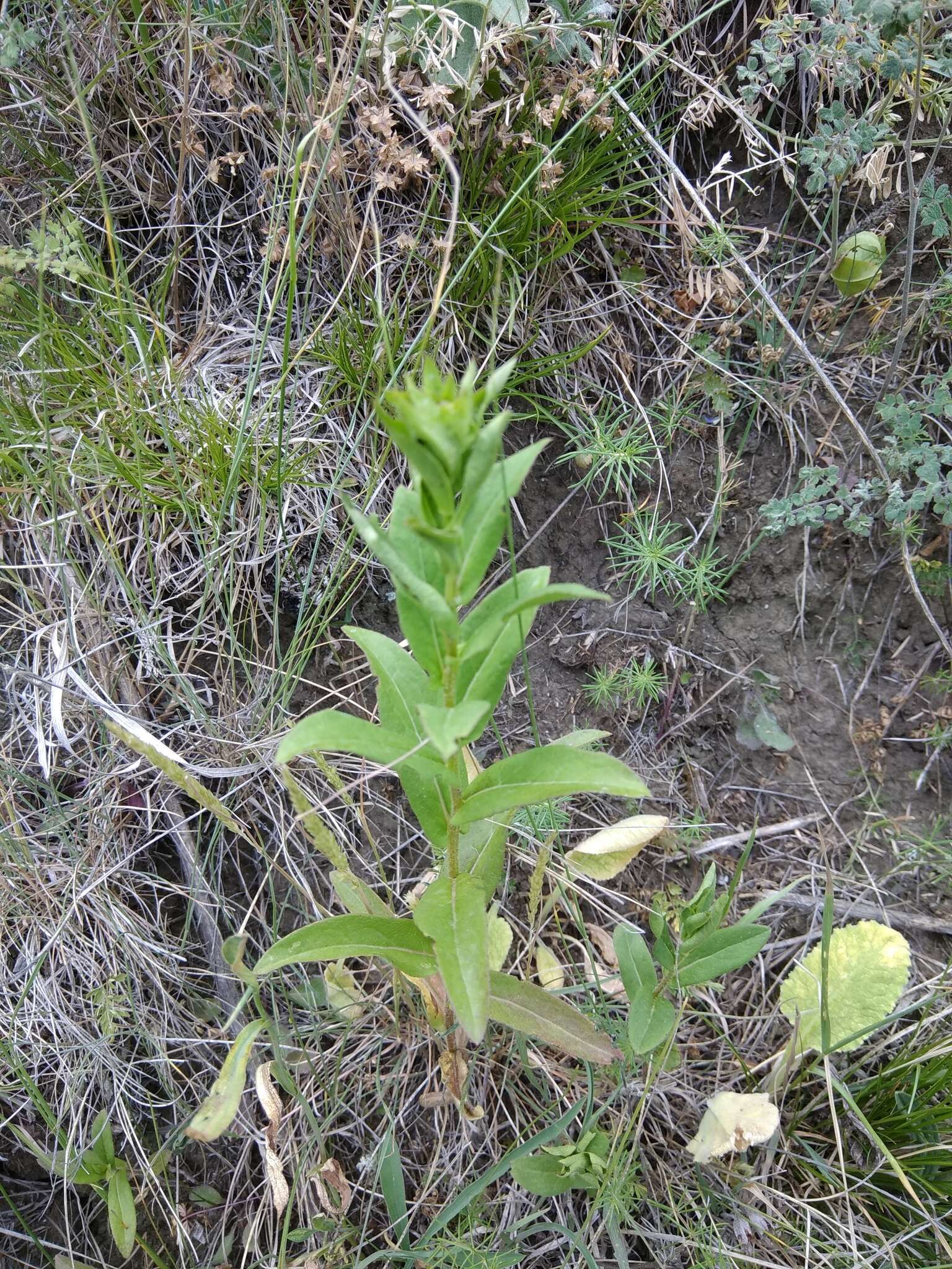 Слика од Pentanema germanicum (L.) D. Gut. Larr., Santos-Vicente, Anderb., E. Rico & M. M. Mart. Ort.