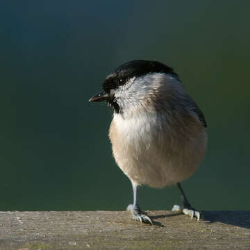 Imagem de Poecile palustris (Linnaeus 1758)