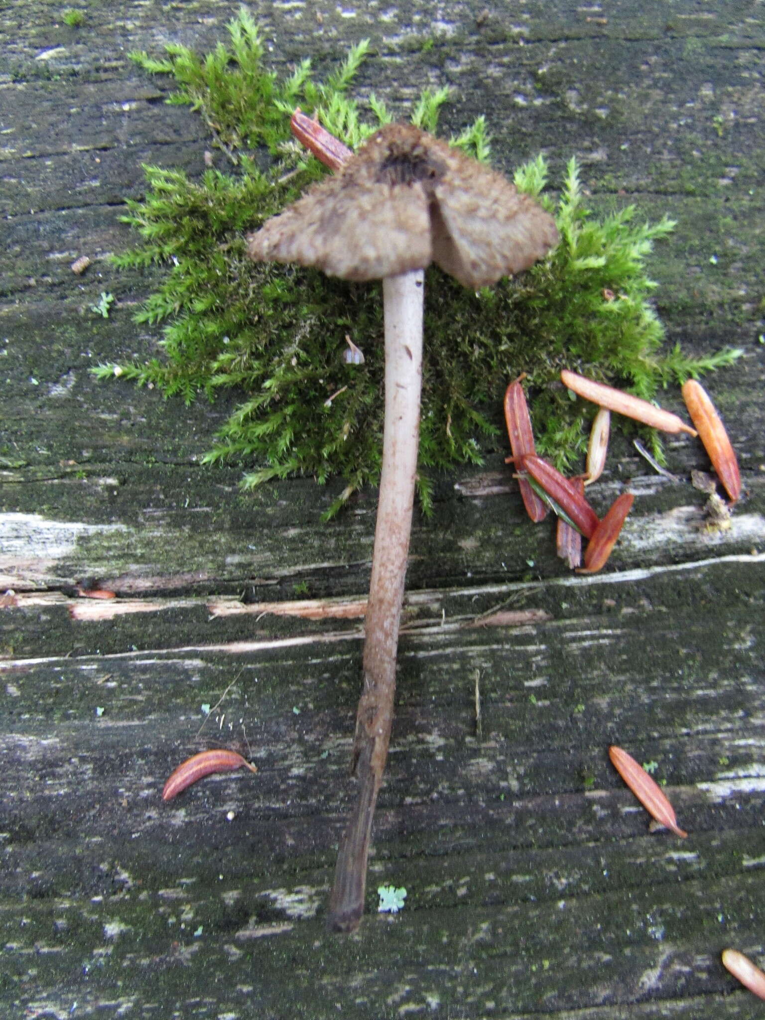 Imagem de Entoloma nodosporum (G. F. Atk.) Noordel. 1979