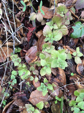 Plancia ëd Micromeria douglasii Benth.