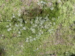 Image of octoblepharum moss