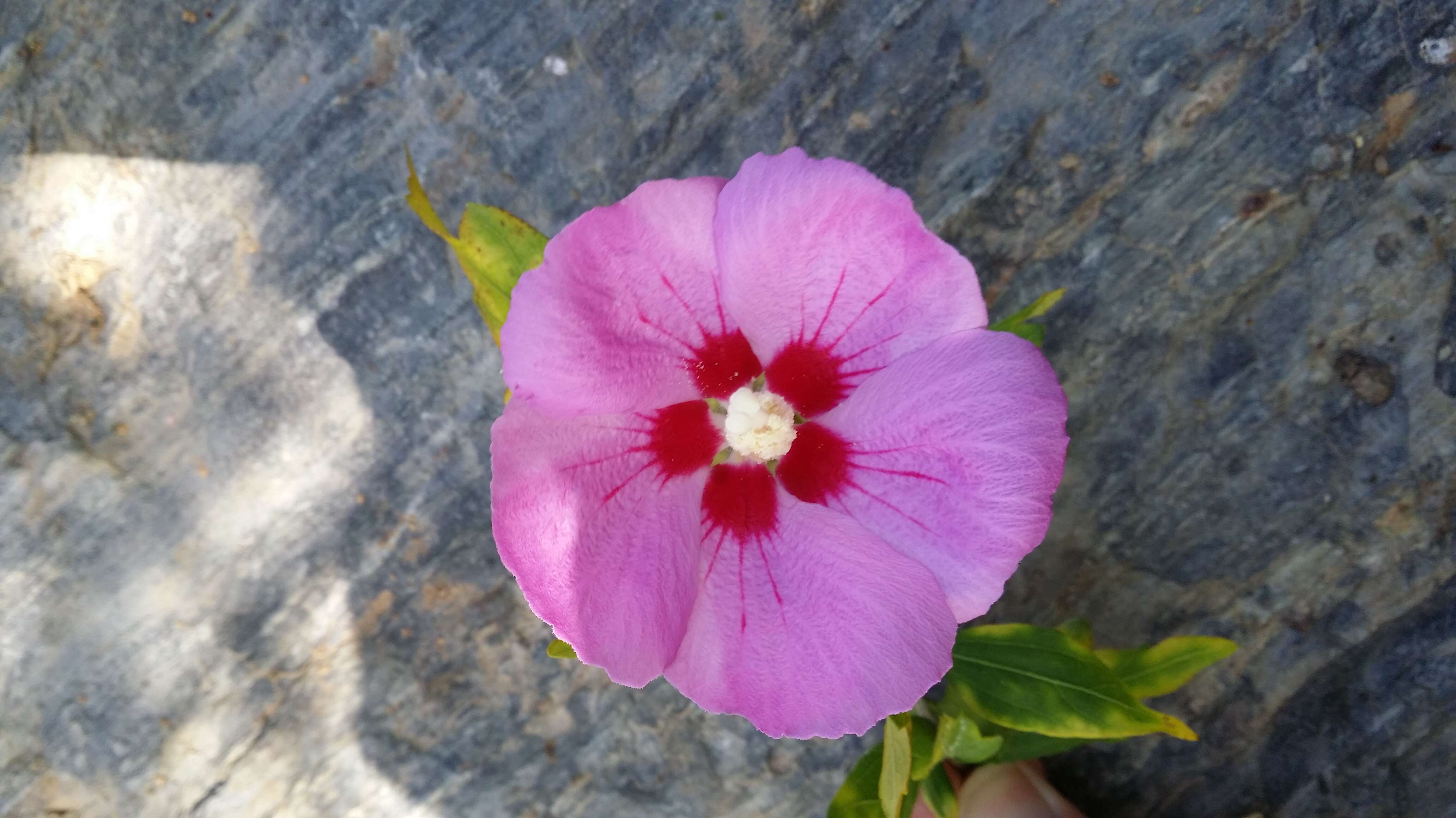 Imagem de Hibiscus syriacus L.