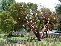 Image de Arbutus andrachne L.