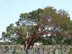 Image de Arbutus andrachne L.