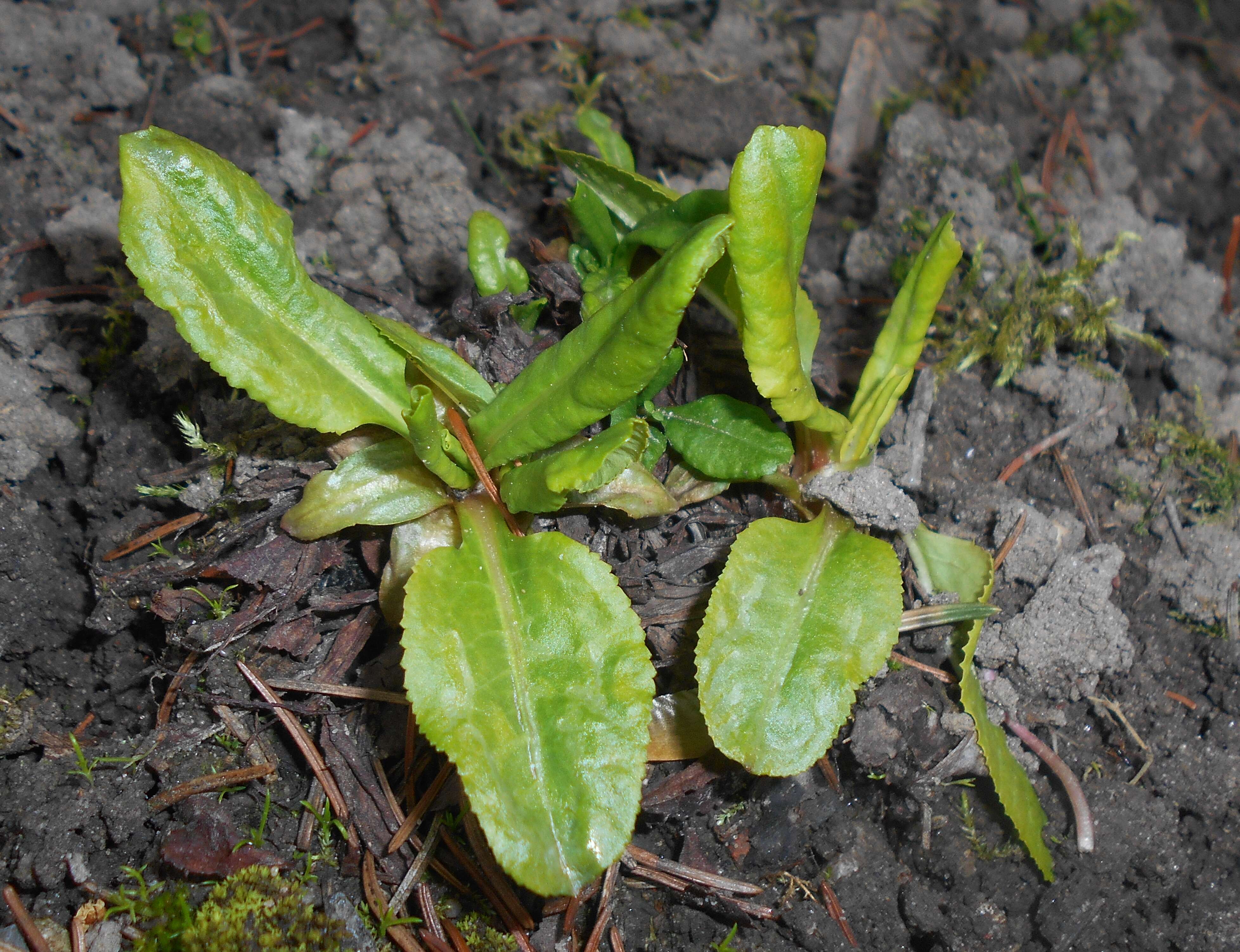 Image of Primula rosea Royle