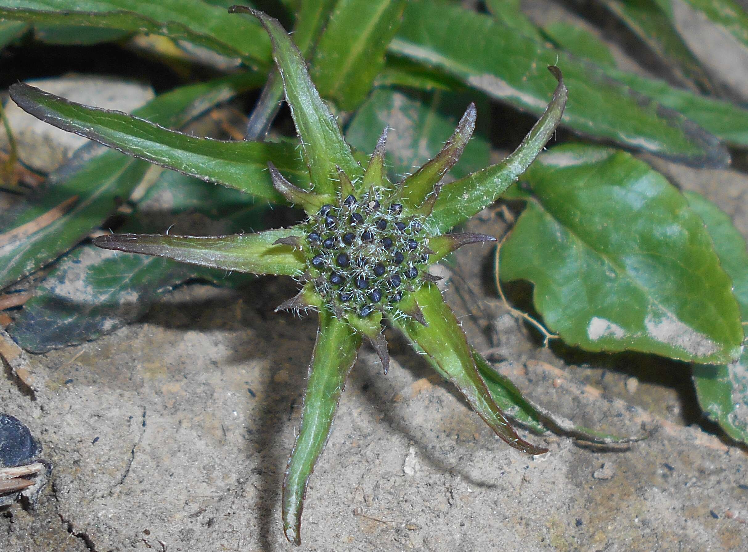 Image of Phyteuma orbiculare L.