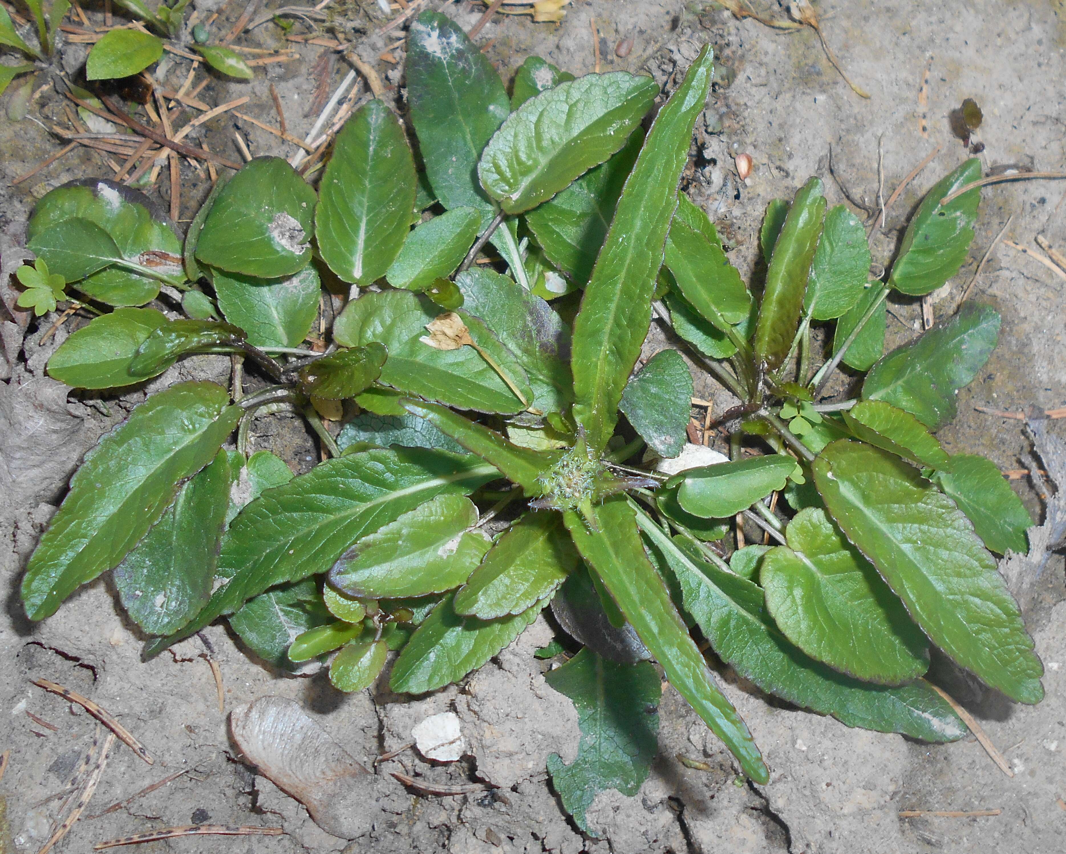 Image of Phyteuma orbiculare L.