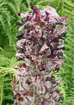 Image of Pedicularis atropurpurea Nordm.