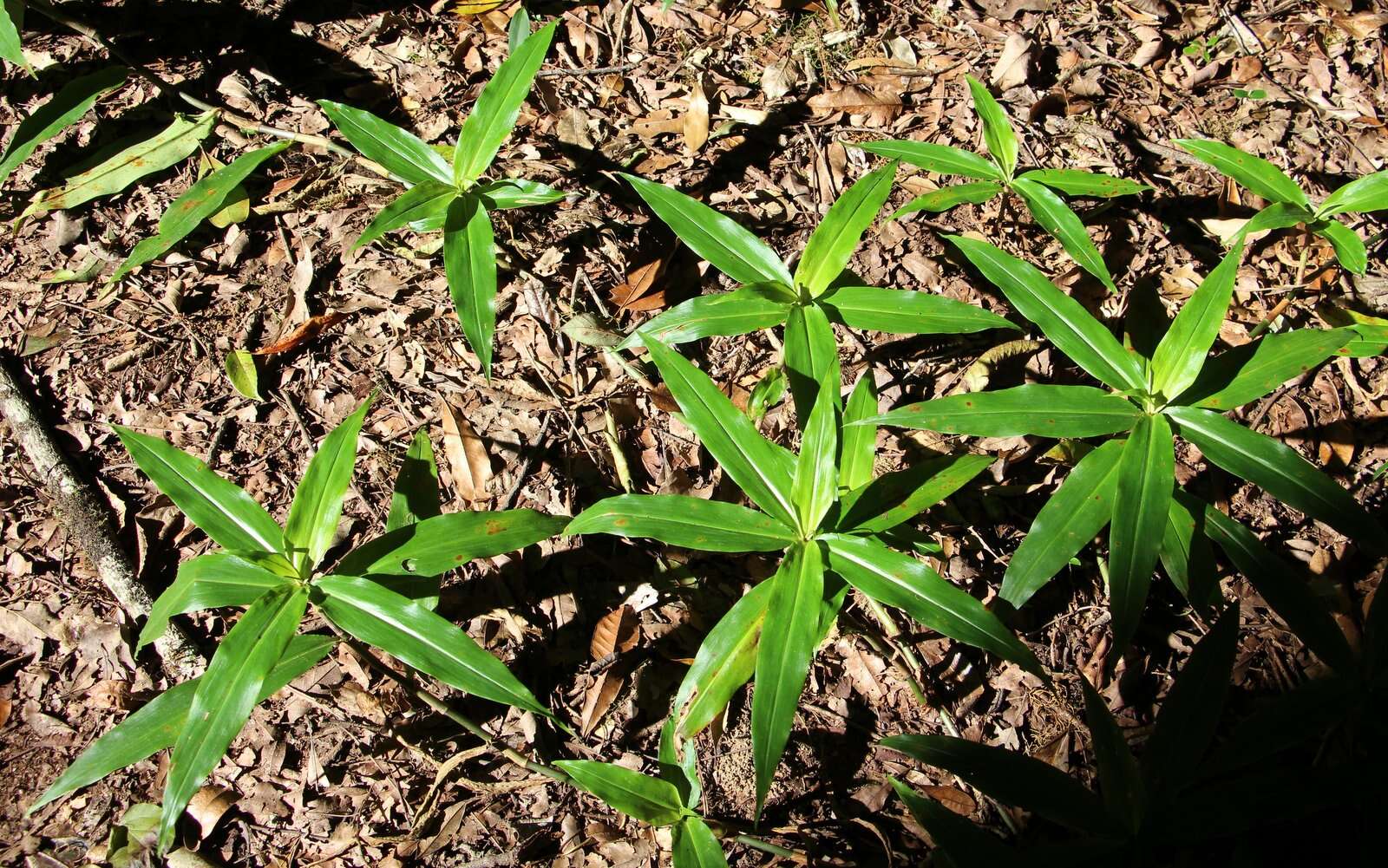 Image of Pollia crispata (R. Br.) Benth.