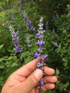 Salvia pruinosa Fernald resmi