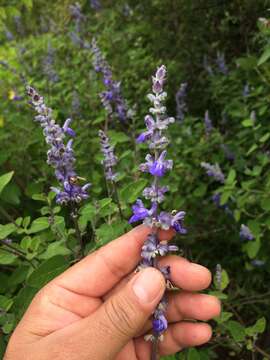 Salvia pruinosa Fernald resmi