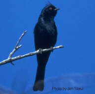 Image of Phainopepla Baird & SF 1858