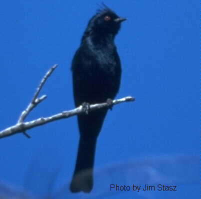 Image of Phainopepla Baird & SF 1858