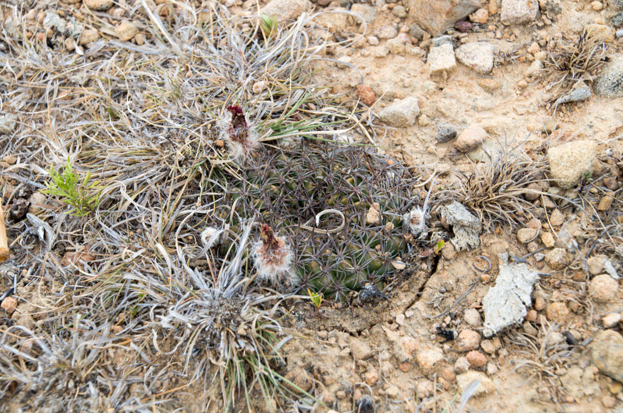 Image of Echinopsis cinnabarina (Hook.) Labour.