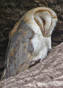 صورة Tyto alba poensis (Fraser 1843)