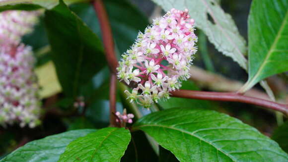 Image of Phytolacca japonica Makino