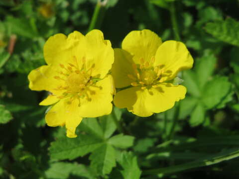 Imagem de Potentilla reptans L.