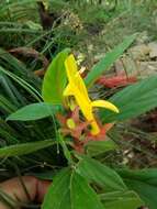 Image of Columnea sulfurea Donn. Sm.