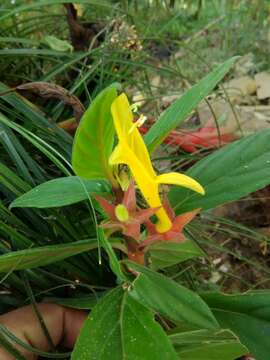 Imagem de Columnea sulfurea Donn. Sm.