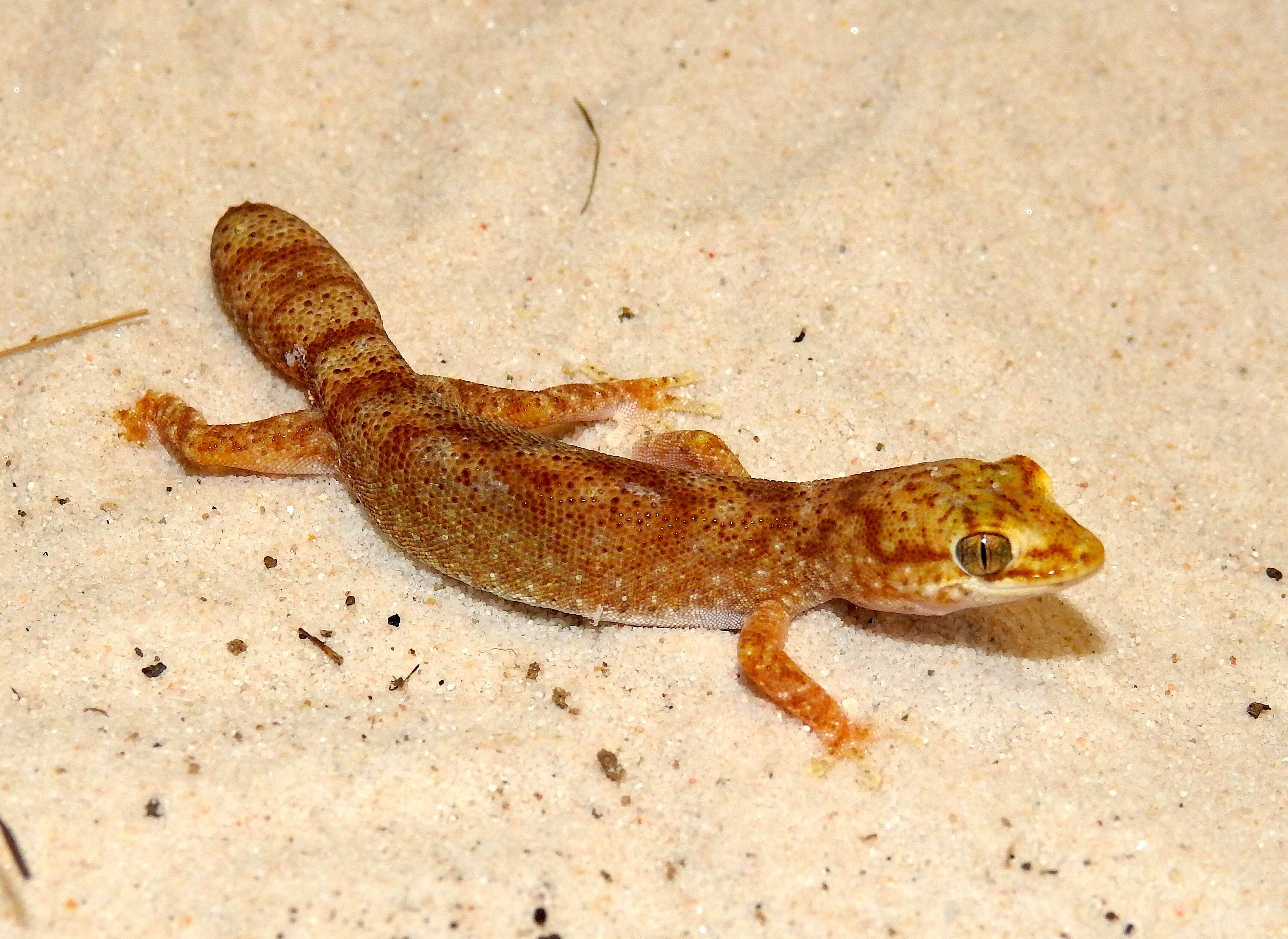 Image of Tesselated Gecko
